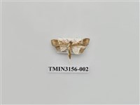 藏品(螟蛾314)的圖片